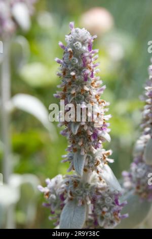 Pointe de fleur d'été gris argenté et violet des oreilles d'agneau Stachys byzantina dans le jardin britannique en juin Banque D'Images