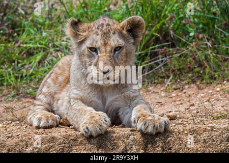 Lion africain (Panthera leo) cub reposant sur une corniche Banque D'Images
