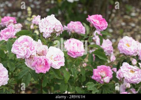 Rose pâle double fleurs de rose damassé Rosa West Green dans le jardin britannique juin Banque D'Images