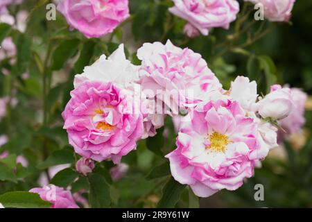 Rose pâle double fleurs de rose damassé Rosa West Green dans le jardin britannique juin Banque D'Images