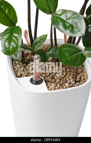 Pot à fleurs blanc intelligent avec système d'arrosage, indicateur de niveau d'eau, compteur d'eau pour la beauté et la santé des plantes. Zamioculcas dans un pot à fleurs intelligent. Banque D'Images