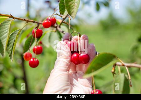 Le jardinier cueille une cerise rouge mûre dans un arbre. Récolte de baies par jour d'été. Banque D'Images
