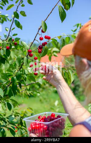 Le jardinier cueille une cerise rouge mûre dans un arbre et la place dans une boîte. Récolte de baies par jour d'été. Banque D'Images