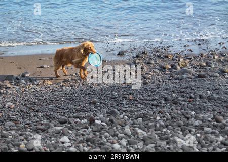 Humide Golden Retriever portant une franche bleue dans sa bouche lorsqu'il sort de la mer après avoir nagé. Banque D'Images