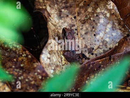 Une petite grenouille (??) sur une feuille décassée en forêt tropicale. Colombie, Amérique du Sud. Banque D'Images