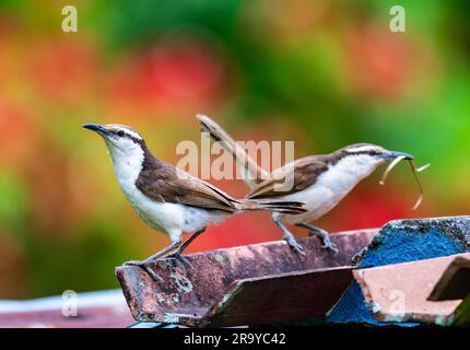 Une paire de wrens bicolore (Campylorhynchus griseus) collectant du matériel de nidification. Colombie, Amérique du Sud. Banque D'Images