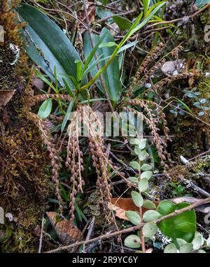 Orchidées sauvages avec fleurs en pleine fleur dans la forêt tropicale. Colombie, Amérique du Sud. Banque D'Images