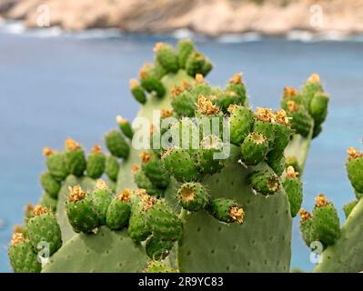 Poires pickly non mûres d'Opuntia ficus indica ou de figues de Barbarie sur la côte de mer Banque D'Images