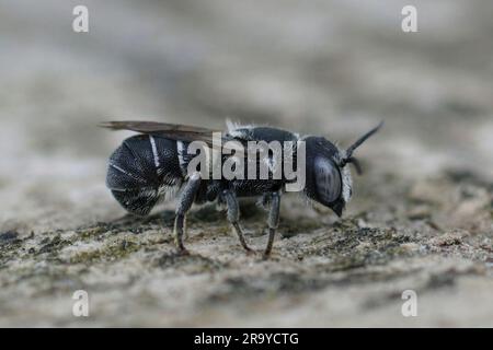 Gros plan détaillé sur une petite abeille en résine blindée de crénelée méditerranéenne femelle, Heriades crenulatus dans le Gard, France Banque D'Images