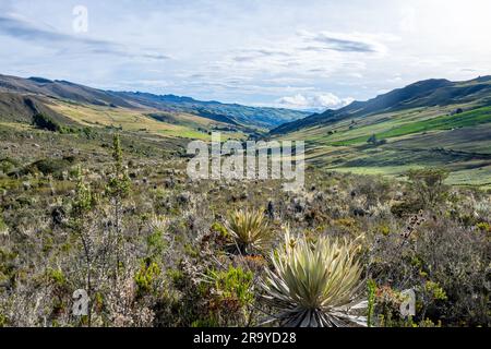 Paysage paramo en haute altitude et écosystème des Andes. Sumapaz Parque Nacional naturel. Colombie, Amérique du Sud. Banque D'Images