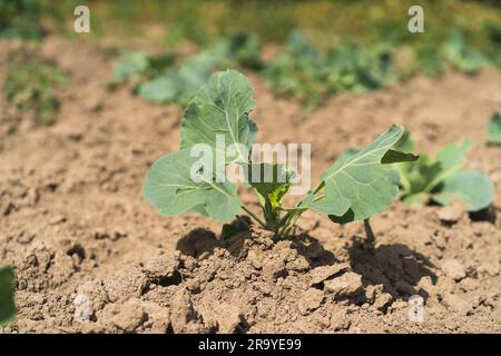 Jeune chou en gros plan sur un lit dans le jardin, restauration écologique précoce. Banque D'Images