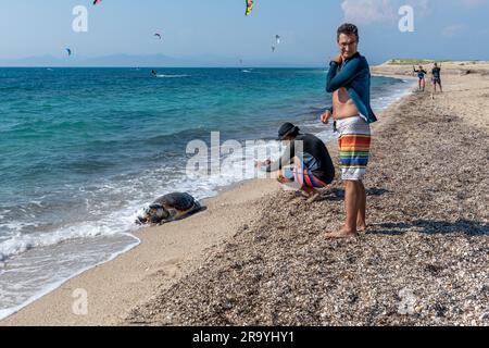 L'île de Lefkada. Grèce- 06.21.2023. Touristes regardant une tortue morte de Loggerhead sur la plage. Banque D'Images