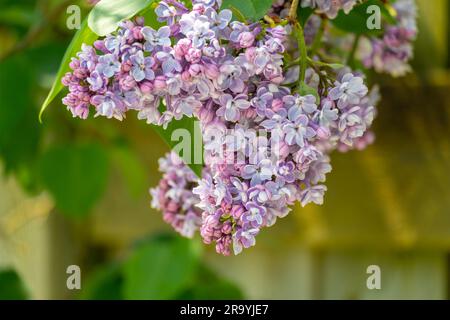 Photo d'une branche avec fleurs de lilas rose pâle sur fond jaune Banque D'Images