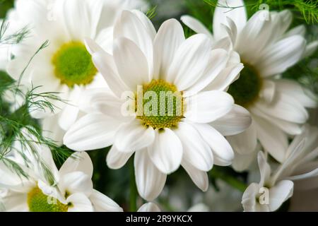 Bouquet de belles pâquerettes blanches dans la chambre près de la fenêtre. Pétales de chrysanthème en gros plan. Argyranthemum frutescens Banque D'Images