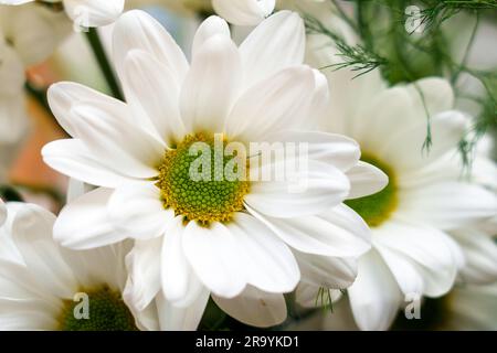 Jardin blanc fleurs de chrysanthème. Pétales Marguerite gros plan Banque D'Images
