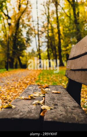 Des feuilles d'automne colorées tombent sur un banc en bois dans le parc. Vue à travers le feuillage d'automne dans la forêt. Feuilles d'arbre doré. Magnifique arbre avec des feuilles jaunes dans la forêt d'automne. Chemin parsemé de feuilles d'automne. Nature automne paysage arrière-plan Banque D'Images