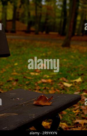 Des feuilles d'automne colorées tombent sur un banc en bois dans le parc. Vue à travers le feuillage d'automne dans la forêt. Feuilles d'arbre doré. Magnifique arbre avec des feuilles jaunes dans la forêt d'automne. Chemin parsemé de feuilles d'automne. Nature automne paysage arrière-plan Banque D'Images