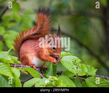 Écureuil rouge manger des baies en Norvège sur un arbre à l'été 2023 Banque D'Images