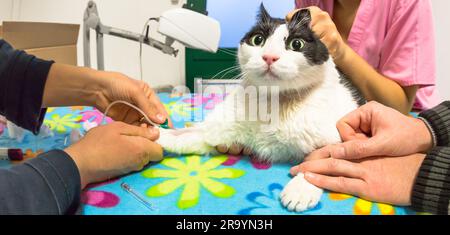 vétérinaire prélever un échantillon de sang d'un chat afin d'effectuer un contrôle de santé. L'échantillon de sang est prélevé dans un studio vétérinaire à l'aide d'un Banque D'Images