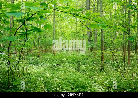 Un paysage vivant et luxuriant avec une variété de plantes et d'arbres dans un cadre naturel en plein air Banque D'Images