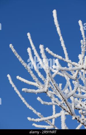 Brindilles couvertes de glace et de neige sur fond de ciel bleu vif Banque D'Images