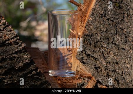 le gobelet en verre se trouve sur une branche d'arbre scié Banque D'Images