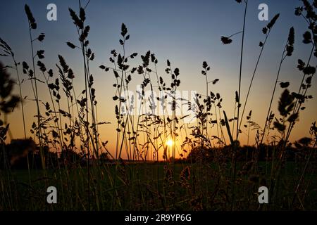 Une vue à couper le souffle d'un coucher de soleil est capturée à travers de hautes herbes, avec un beau ciel de différentes nuances de rose, orange, et jaune Banque D'Images