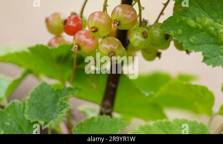 Baies de cassis et de feuilles vertes non mûres. Ribes rubrum de cassis non mûr. Banque D'Images