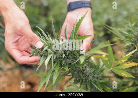 Mains mâles touchant les feuilles de plants de marijuana sur la plantation extérieure, vérifiant les fleurs et les bourgeons sur la récolte, gros plan. Banque D'Images