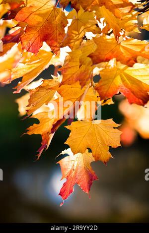 Vue détaillée de feuilles d'automne sur une branche d'arbre sur un arrière-plan flou Banque D'Images