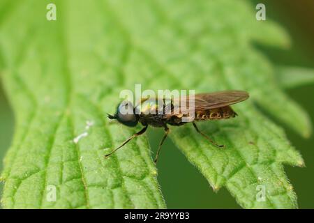 Gros plan détaillé sur une grande mouche centurion colorée, Chloromyia formosa , assis sur une feuille verte dans le jardin Banque D'Images