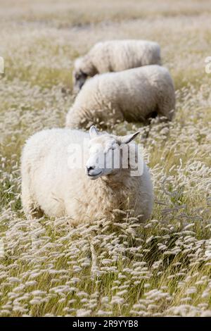 Moutons dans les pâturages, île de Gotland, Suède. Banque D'Images