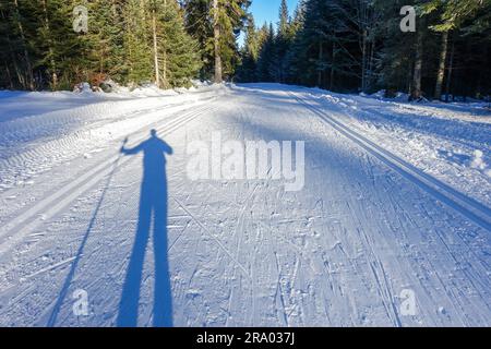 Ombre d'un homme sur une piste de ski de fond enneigée dans une forêt ensoleillée aux Fourgs près de Metabief, France Banque D'Images