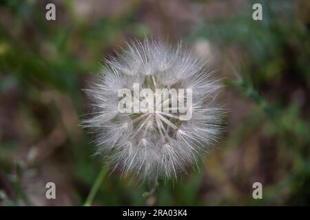 Fermé Bud d'un pissenlit.Pissenlit fleurs blanches dans l'herbe verte. Banque D'Images