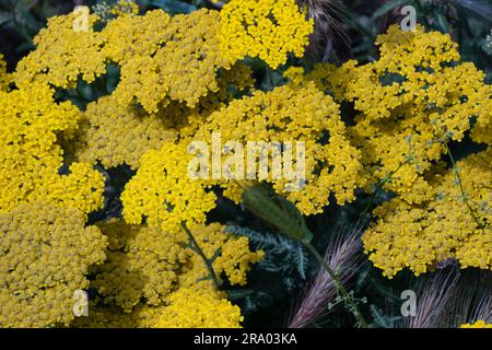 Achillea' filipendulina 'Parker's Variety' fleurs jaunes également connues sous le nom de yarrow 'Parker's Variety' Yellow Fernleaf Yarrow en fleur Banque D'Images