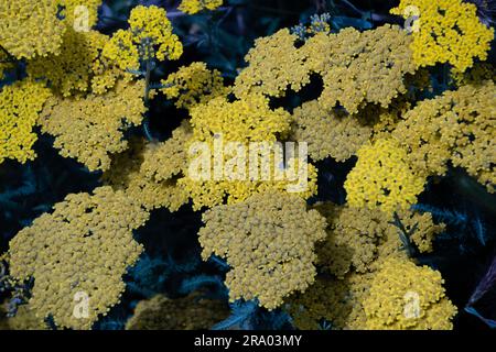 Achillea' filipendulina 'Parker's Variety' fleurs jaunes également connues sous le nom de yarrow 'Parker's Variety' Yellow Fernleaf Yarrow en fleur Banque D'Images