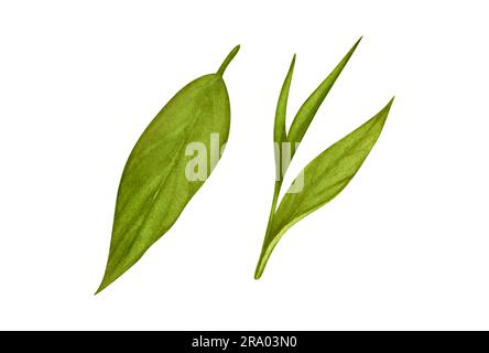 Aquarelle réaliste dessin animé feuilles et pousses de thé vert. Branche de thé vert, feuille de thé dessin à la main dessin de dessin animé illustration isolée sur fond blanc Banque D'Images