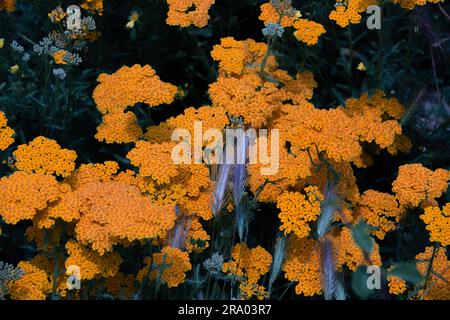 Achillea' filipendulina 'Parker's Variety' fleurs jaunes également connues sous le nom de yarrow 'Parker's Variety' Yellow Fernleaf Yarrow en fleur Banque D'Images