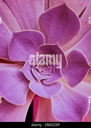 fleur d'hydrangea Fermer une plante succulente de cactus divers succulents colorés fleur macro-shot. Banque D'Images