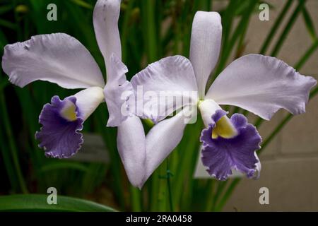 Magnifiques et élégantes fleurs d'orchidées blanches avec pétales violets pour ornement Banque D'Images