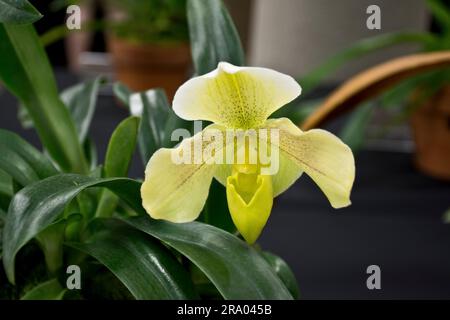 Photo en gros plan d'une fleur d'orchidée jaune vif Banque D'Images