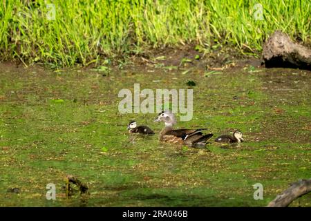 Ridgefield National Wildlife refuge, Ridgefield, Washington, États-Unis. Femelle de canard de bois et poussins nageant dans un ruisseau recouvert de mousse Banque D'Images