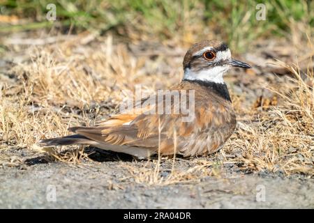 Ridgefield National Wildlife refuge, Ridgefield, Washington, États-Unis. Killdeer reposant dans l'herbe séchée Banque D'Images