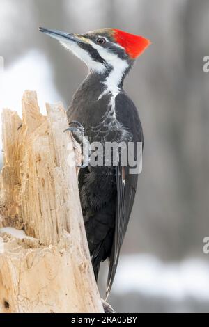 Pic pileated (Dryocopus pileatus), est de l'Amérique du Nord, par Dominique Braud/Dembinsky photo Assoc Banque D'Images