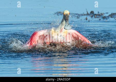 Pêche à la spatule de Roseate (Platalea ajaja) le long des eaux côtières, Floride du Sud, États-Unis, par Dominique Braud/Dembinsky photo Assoc Banque D'Images