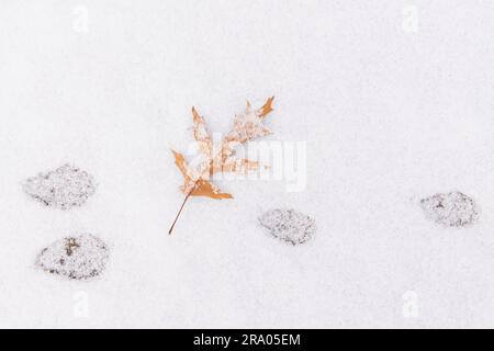 Traces de lapins Cottonail avec feuille de chêne dans la neige (Sylvilagus floridanus) est de l'Amérique du Nord, par Dominique Braud/Dembinsky photo Assoc Banque D'Images