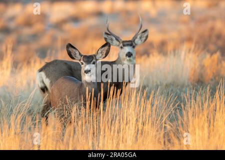Cerf mulet (Odocoileus hemionus), buck and doe, Ouest des États-Unis, hiver, par Dominique Braud/Dembinsky photo Assoc Banque D'Images