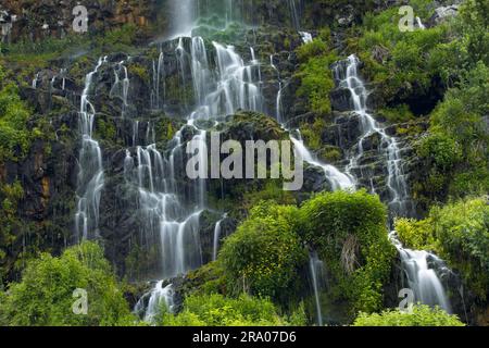 Une photo en gros plan des cascades luxuriantes de Thousand Springs près de Hagerman, Idaho. Banque D'Images