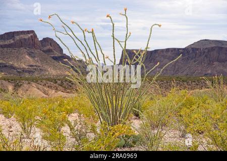 Ocotillo (Fouquieria splendens) se dresse dans le désert de Chihuahuan avec les parois escarpées du canyon du Big Bend Ranch State Park Texas Banque D'Images