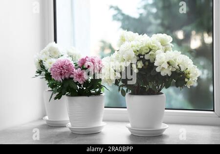 Belle chrysanthème et fleurs d'azalée dans des pots sur le rebord de la fenêtre à l'intérieur Banque D'Images